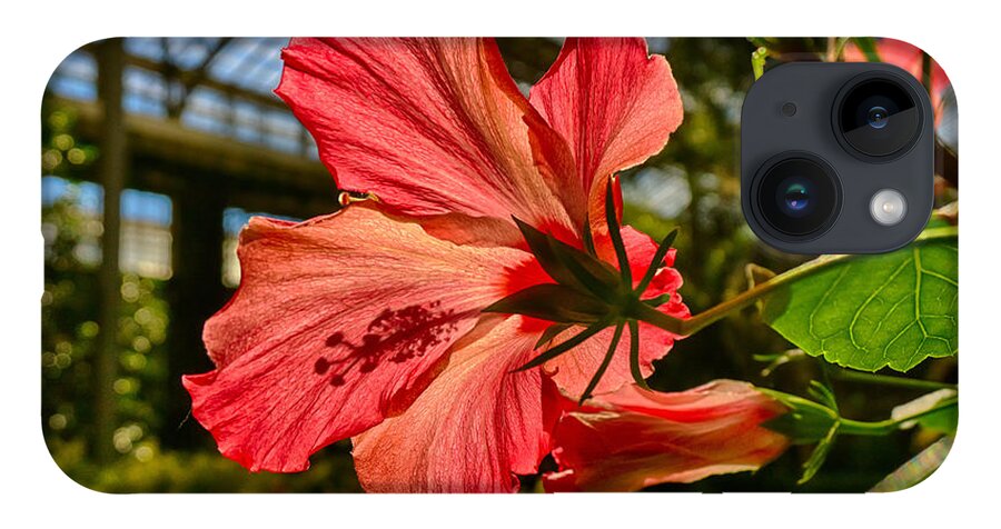 Longwood iPhone 14 Case featuring the photograph Hibiscus by Amanda Jones
