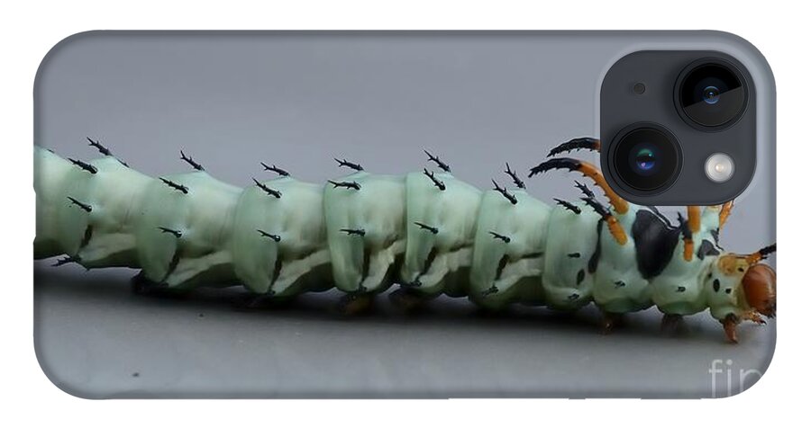 Wildlife iPhone Case featuring the photograph Hickory Horned Devil by Randy Bodkins