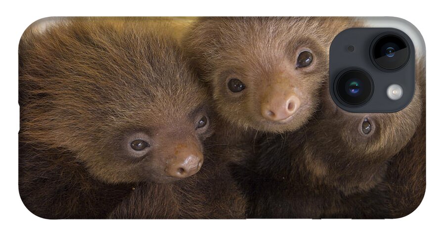 Mp iPhone 14 Case featuring the photograph Hoffmanns Two-toed Sloth Choloepus by Suzi Eszterhas