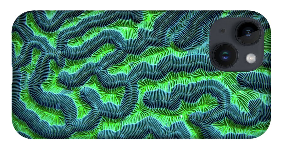 Green Brain Coral iPhone 14 Case featuring the photograph Honduran Brain Coral by Doug Sturgess