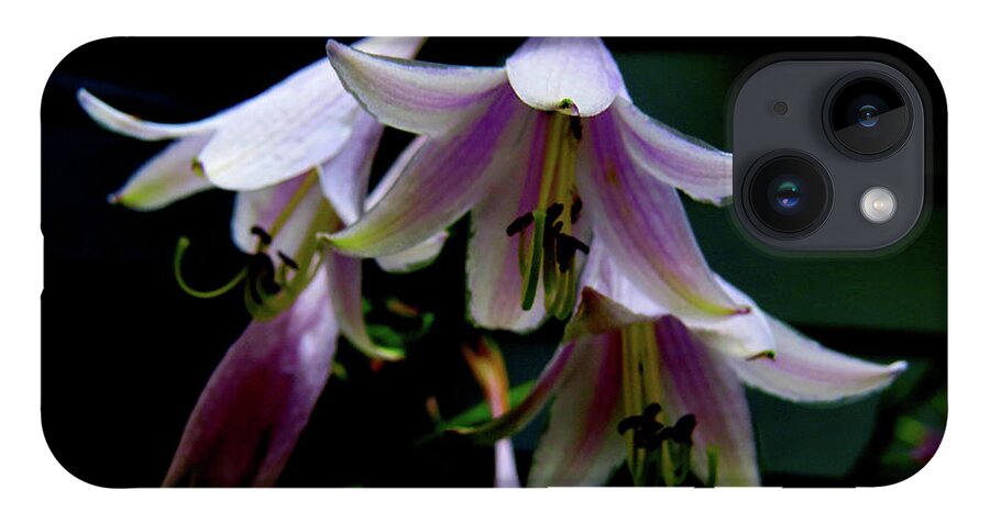 Purple Blossoms iPhone 14 Case featuring the photograph Hostas Blossoms by Linda Stern