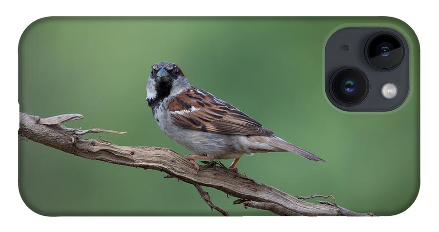 House Sparrow iPhone 14 Case featuring the photograph House Sparrow by Holden The Moment