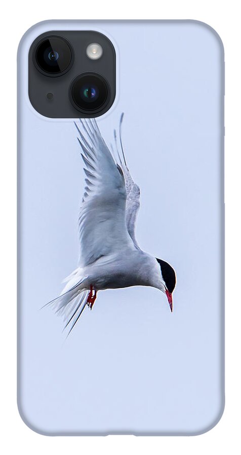 Hovering Arctric Tern iPhone Case featuring the photograph Hovering Arctic Tern by Torbjorn Swenelius