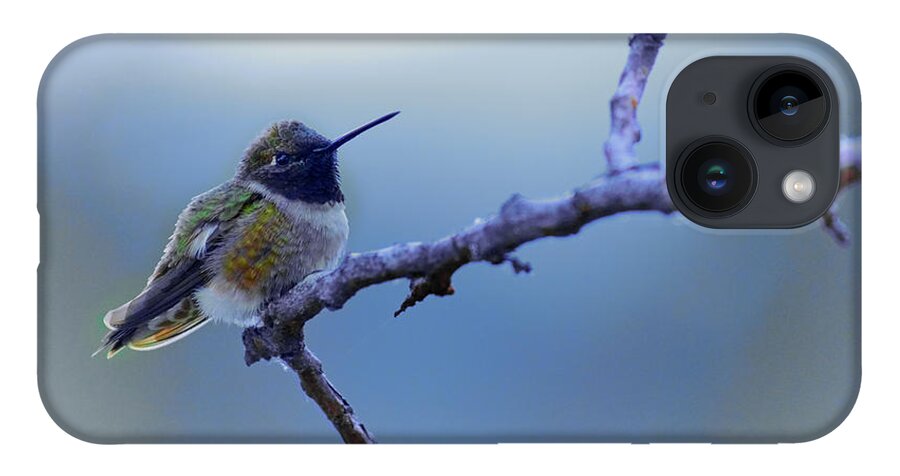 Hummingbird iPhone 14 Case featuring the photograph Hummingbird11 by Loni Collins