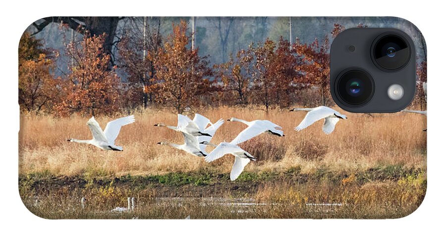 Swans iPhone 14 Case featuring the photograph In Flight by Holly Ross