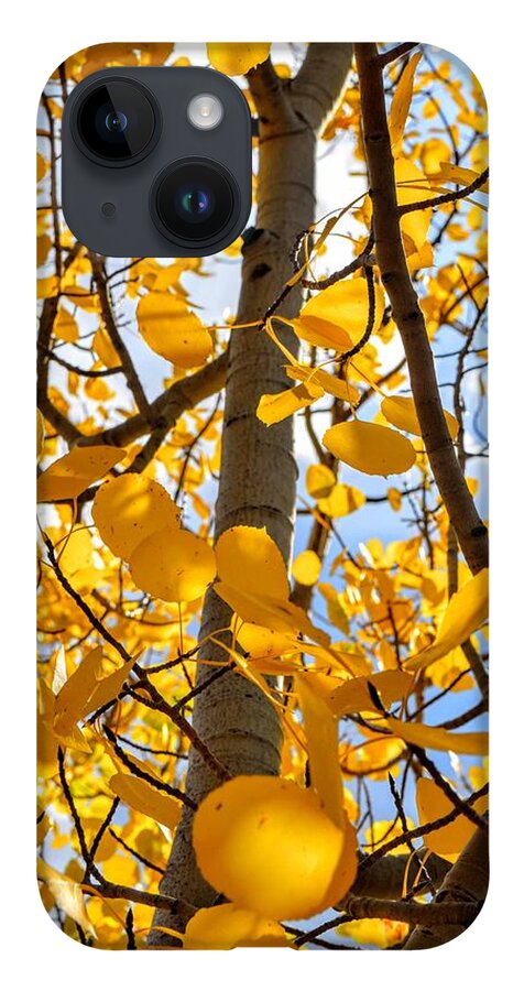 Aspen Tree iPhone 14 Case featuring the photograph In the Aspen Tree by Michael Brungardt
