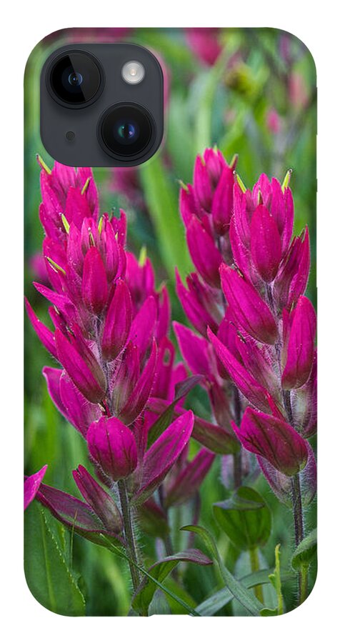 Indian Paintbrush iPhone 14 Case featuring the photograph Indian Paintbrush Vertical by Aaron Spong