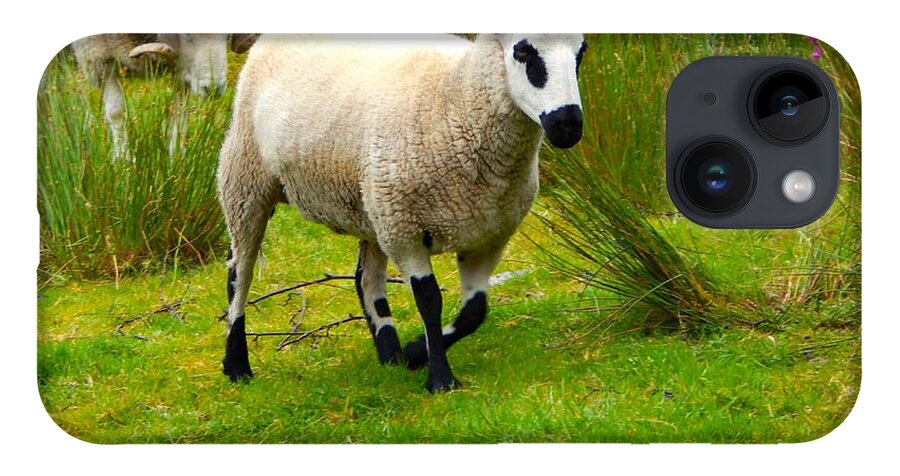 Irish Sheep iPhone 14 Case featuring the photograph Irish Sheep by Sue Morris