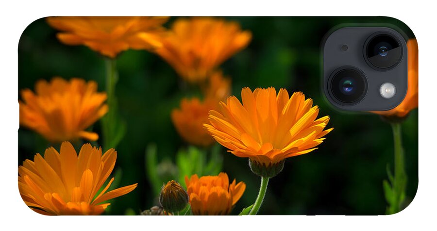 Flowers iPhone 14 Case featuring the photograph January Flowers by Derek Dean
