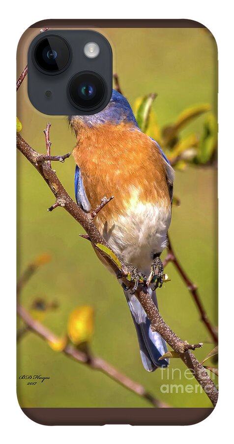 Bluebirds iPhone Case featuring the photograph Jekyll Bluebird by DB Hayes