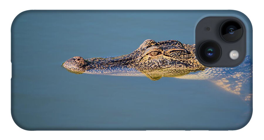 Alligator iPhone 14 Case featuring the photograph Juvenile Alligator Head in Blue Water by Artful Imagery