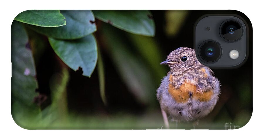 Robin iPhone 14 Case featuring the photograph Juvenile Robin by Torbjorn Swenelius