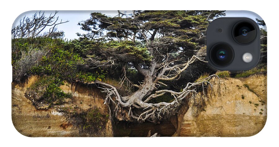 Lone iPhone 14 Case featuring the photograph Kalaloch Hanging Tree by Pelo Blanco Photo