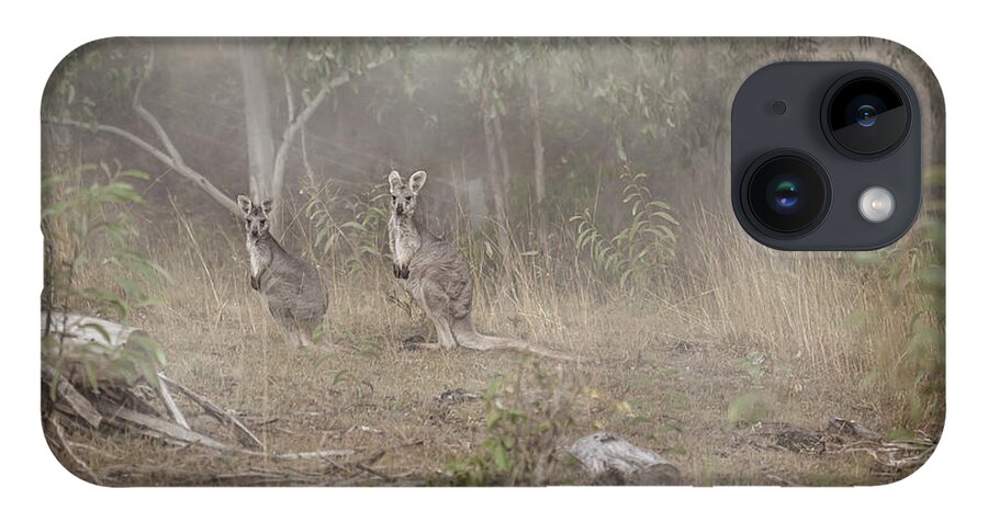Australia iPhone 14 Case featuring the photograph Kangaroos In The Mist by Az Jackson