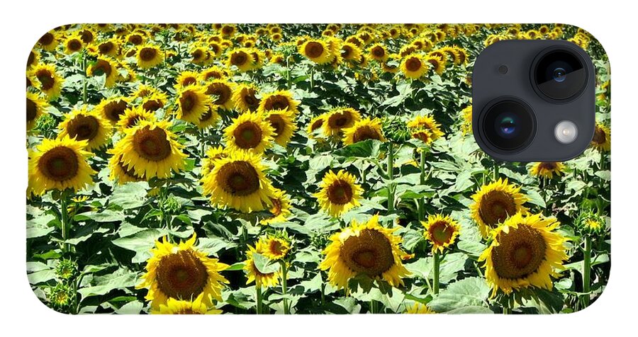 Sunflowers iPhone Case featuring the photograph Kansas Sunflower Field by Keith Stokes