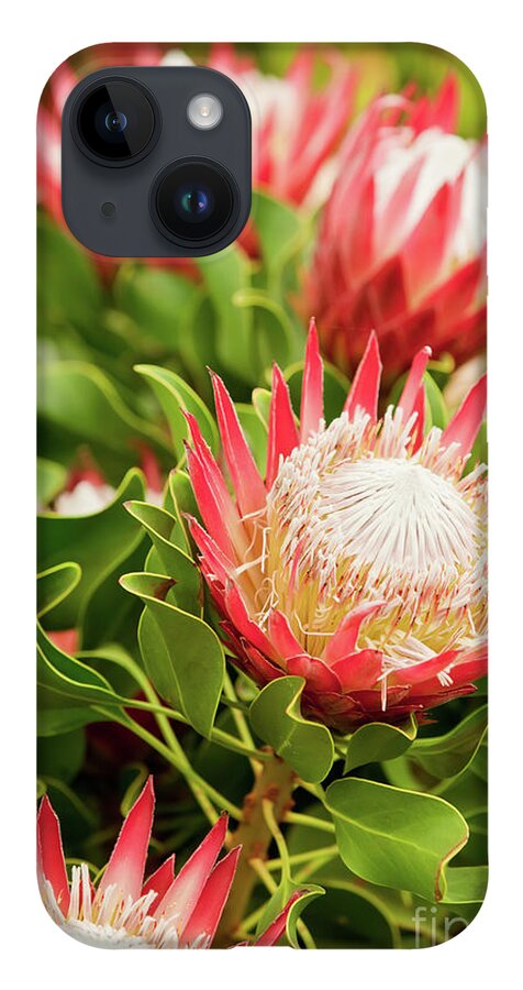 King Protea iPhone 14 Case featuring the photograph King Protea flowers by Simon Bratt