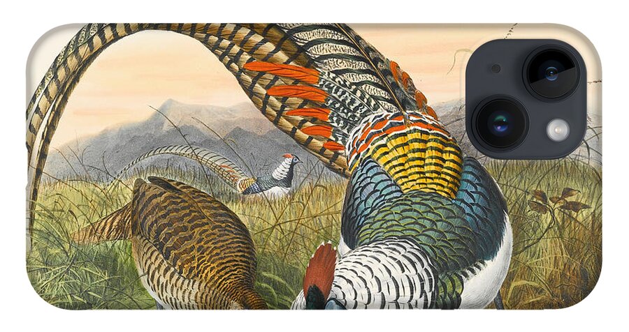 Joseph Wolf iPhone Case featuring the drawing Lady Amherst's pheasant. Chrysolophus amherstiae by Joseph Wolf