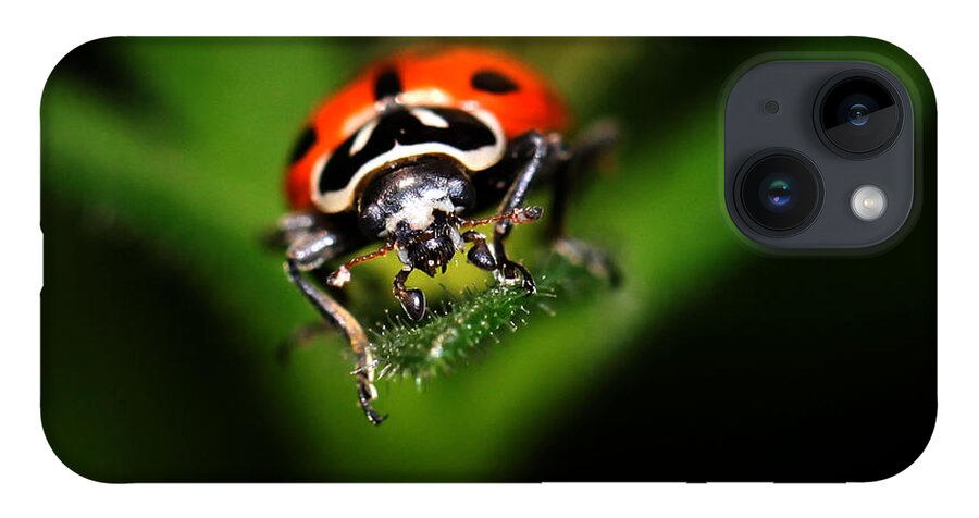 Lady Bug iPhone 14 Case featuring the photograph Lady Bug 2 by Darcy Dietrich