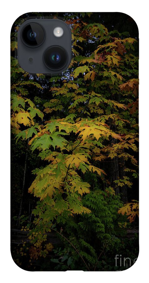 Autumn iPhone 14 Case featuring the photograph Leafs of Autumn by David Hillier