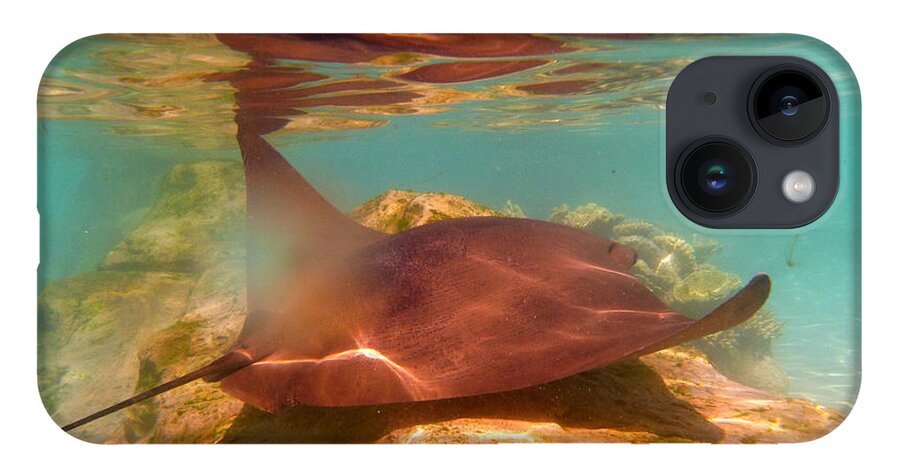 Stingray iPhone 14 Case featuring the photograph Light Ray - Stingray Swimming by Jason Freedman