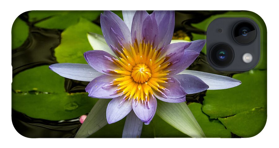 Bonnie Follett iPhone 14 Case featuring the photograph Lily Queen of the Pond by Bonnie Follett