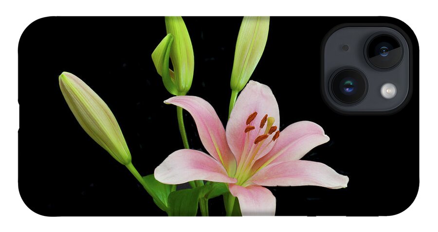 Floral Portraits iPhone 14 Case featuring the photograph Lily The Pink by Terence Davis