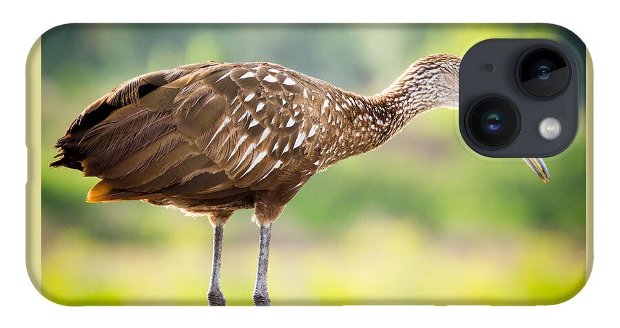 Celery Fields iPhone Case featuring the photograph Limpkin at Celery Fields by Richard Goldman