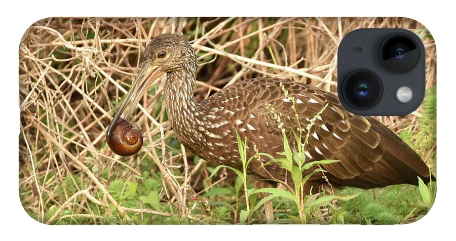 Limpkin iPhone 14 Case featuring the photograph Limpkin Eating an Apple Snail by Artful Imagery