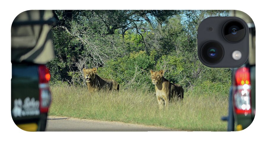 Lions iPhone 14 Case featuring the photograph Lion Watch by Gaelyn Olmsted