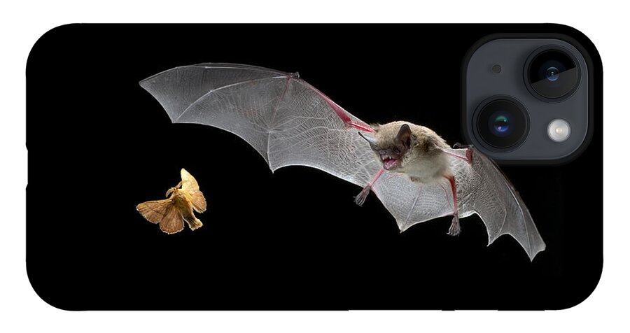 Mp iPhone Case featuring the photograph Little Brown Bat Hunting Moth by Michael Durham