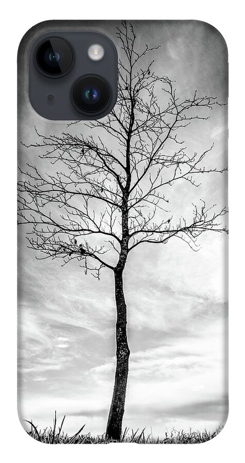 Tree iPhone 14 Case featuring the photograph Little Tree by Roseanne Jones