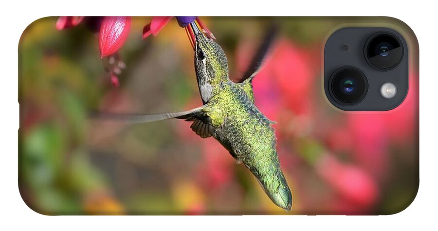 Hummingbird iPhone 14 Case featuring the photograph Little Wonder by Carolyn Mickulas