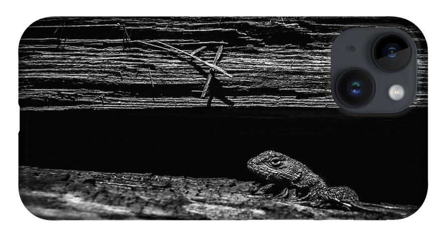 Lizard iPhone 14 Case featuring the photograph Lizard in Woodpile by Rick Mosher