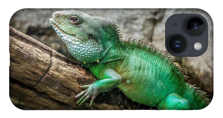 Lizard iPhone 14 Case featuring the photograph Lizard on Branch by Frank Mari