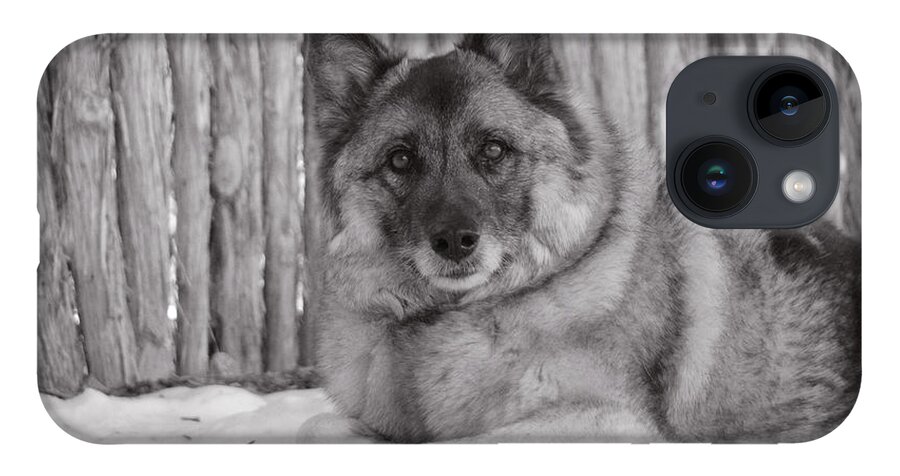 Norwegian Elk Hound Dog Photos iPhone 14 Case featuring the photograph Loki by fence by Irina ArchAngelSkaya