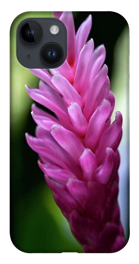 Granger Photography iPhone 14 Case featuring the photograph Lone Pink Ginger by Brad Granger
