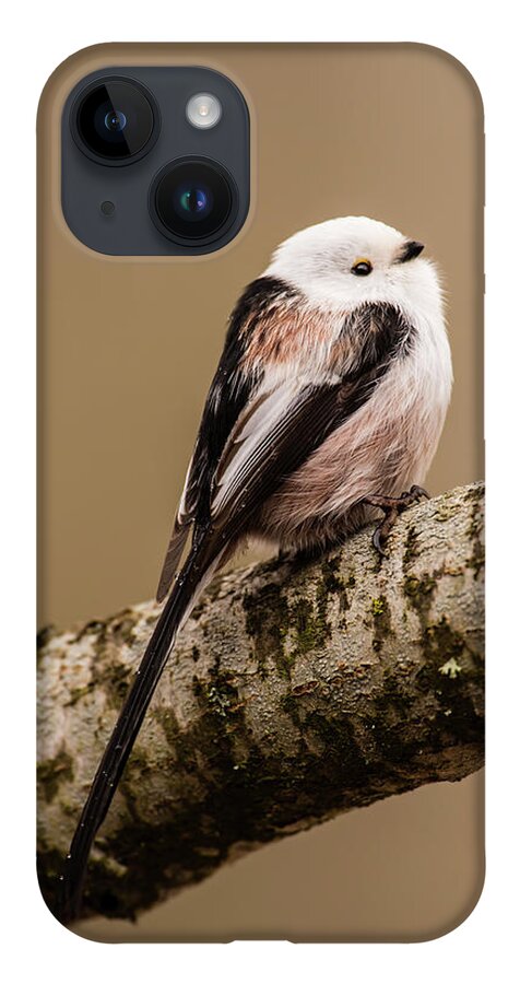 Long-tailed Tit iPhone 14 Case featuring the photograph Long-tailed tit on the oak branch by Torbjorn Swenelius