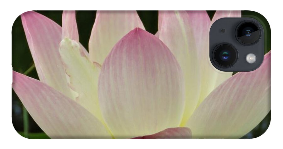Flower iPhone 14 Case featuring the photograph Lotus in Full Bloom II by Anita Adams