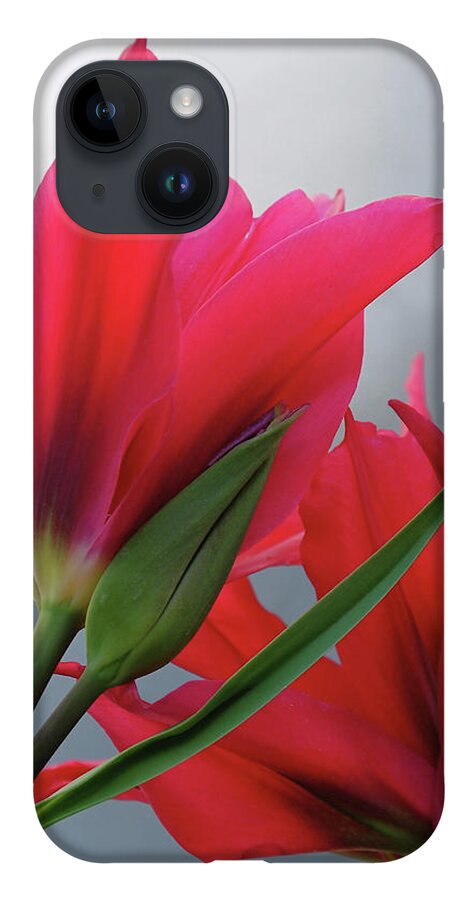 Tulips iPhone 14 Case featuring the photograph Love by Rona Black