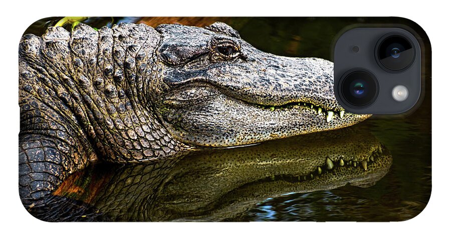 Alligator iPhone Case featuring the photograph Lump On A Log by Christopher Holmes