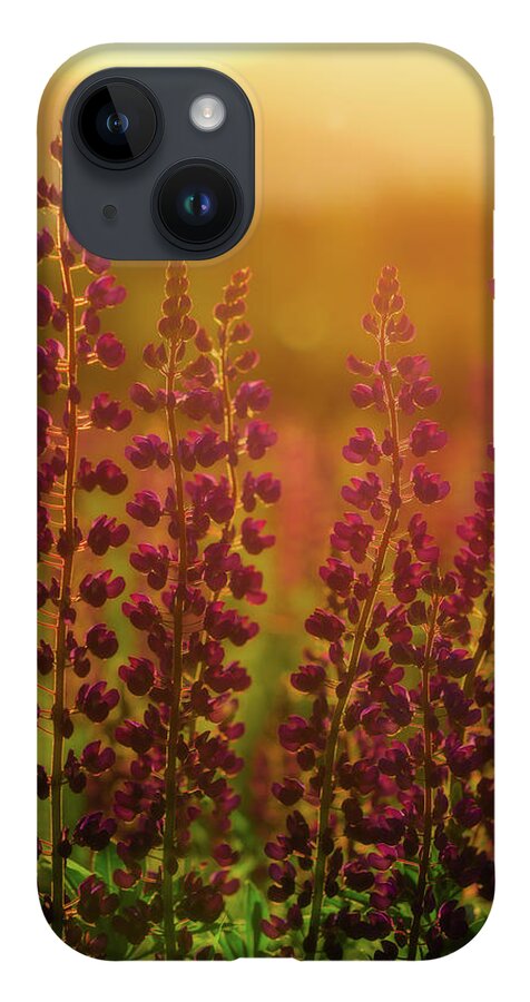 New Hampshire iPhone Case featuring the photograph Lupines at Dawn by Rob Davies