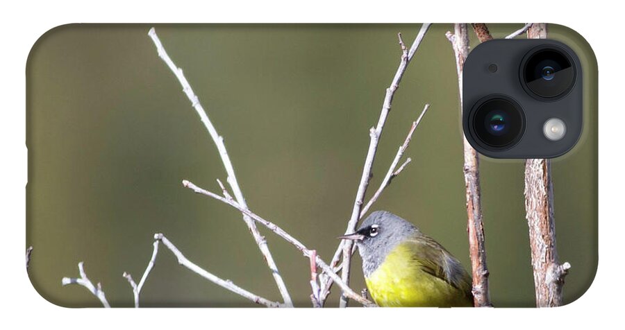 Macgillivray's Warbler iPhone 14 Case featuring the photograph MacGillivray's Warbler by Natural Focal Point Photography