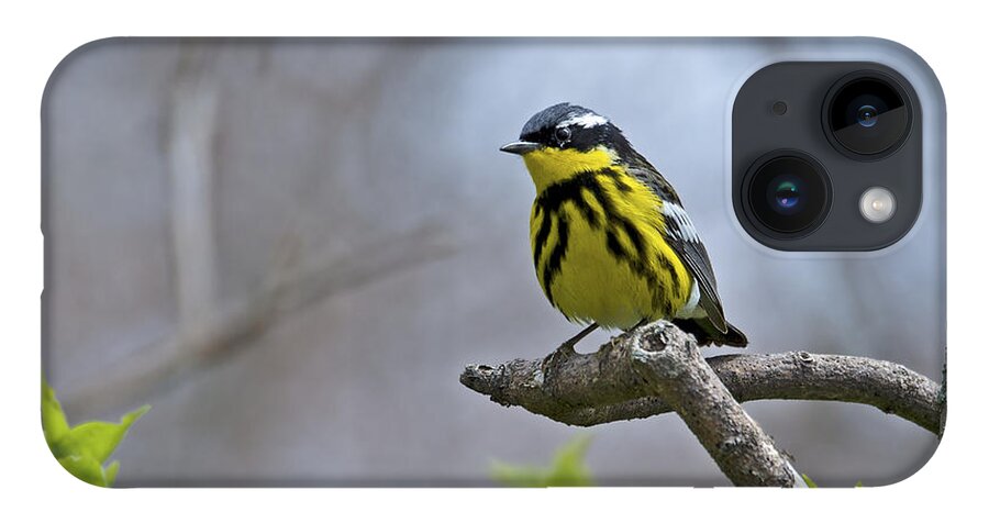 Magnolia Warbler iPhone 14 Case featuring the photograph Maggie... by Nina Stavlund