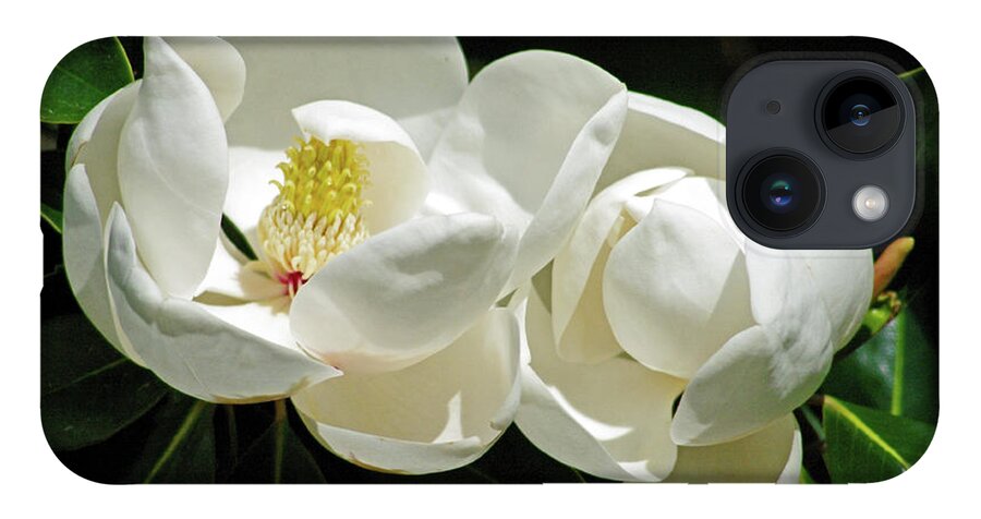 Nature iPhone 14 Case featuring the photograph Magnolia Bliss by Bess Carter