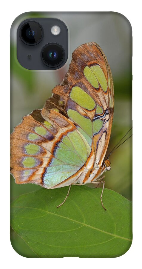 Butterfly iPhone 14 Case featuring the photograph Malachite Butterfly on a Leaf by Artful Imagery