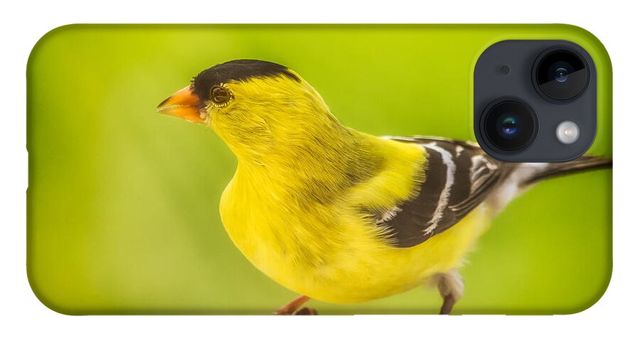 Animals iPhone 14 Case featuring the photograph Male Goldfinch by Rikk Flohr