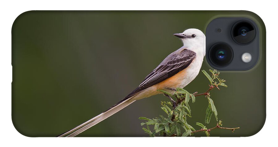 Dave Welling iPhone 14 Case featuring the photograph Male Scissor-tail Flycatcher Tyrannus Forficatus Wild Texas by Dave Welling