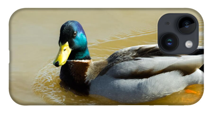 Mallard iPhone 14 Case featuring the photograph Mallard on the River by Holden The Moment