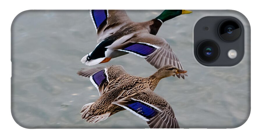 Mallards iPhone 14 Case featuring the photograph Mallards in Flight by Holden The Moment