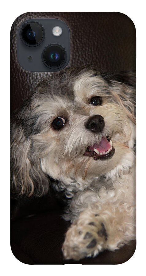 Puppy iPhone 14 Case featuring the photograph Maltipoo Laying on the Couch by Artful Imagery